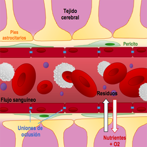 Barrera Hematoencefalica Hematica Flujo Sanguineo