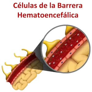 Barrera Hematoencefalica Hematica Celulas
