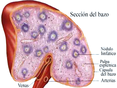 Seccion Bazo Tejidos Mesodermo Nuevo
