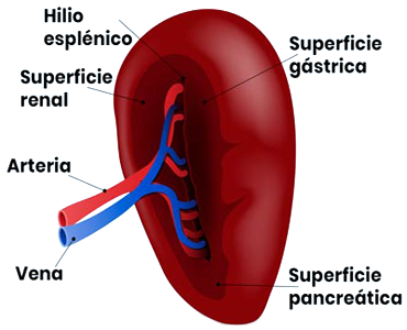 Bazo Vena Arteria Secciones Anatomia Mesodermo Nuevo