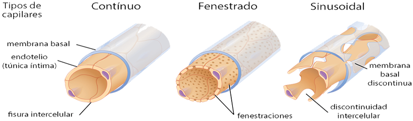 Arterias Venas Tipos Capilares Continuo Fenestrado Sinusoidal