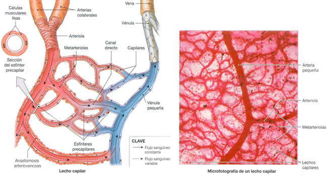 Arterias Venas Lecho Capilar Mesodermo Nuevo