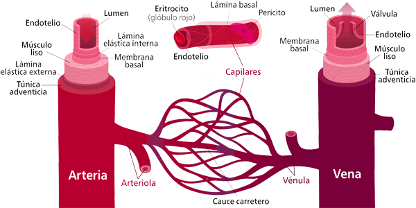Arteria Vena Capilares