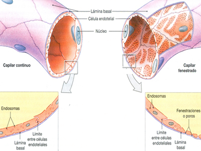 Arterias Venas Capilares Sangre Mesodermo Nuevo