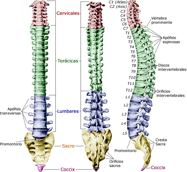 Columna Vertebral Clasificacion Oficial Forma Vertebras