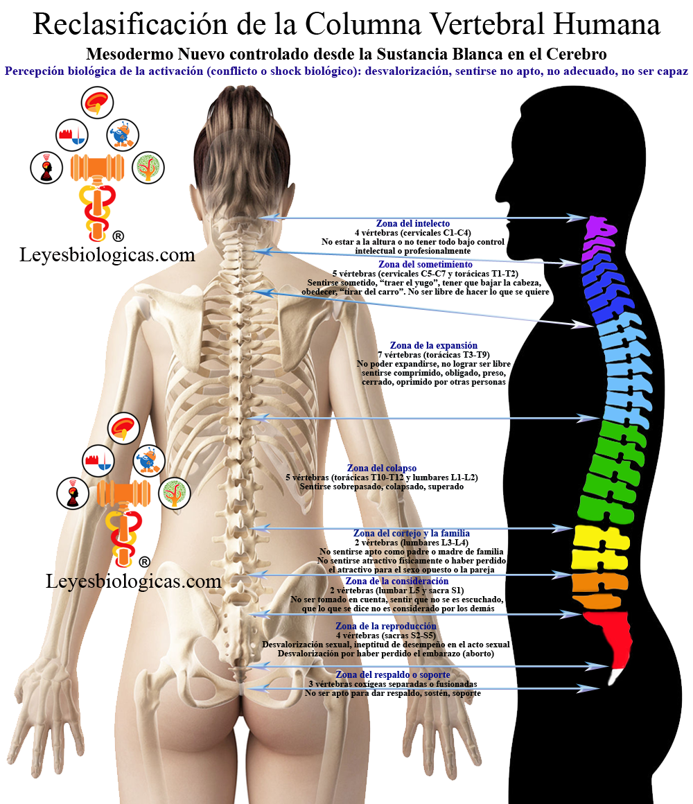 Reclasificacion Columna Vertebral Zonas Shocks Biologicos Conflictos desvalorizacion