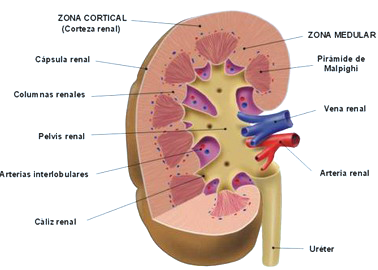 Riñon Corteza Medula Renal Anatomia Mesodermo Nuevo