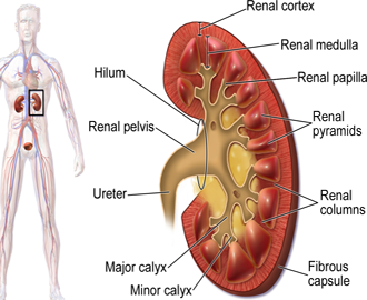 Riñon Corteza Medula Anatomia Mesodermo Nuevo