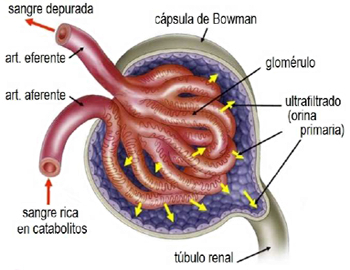 Riñon Glomerulo Sangre Orina Anatomia Mesodermo Nuevo
