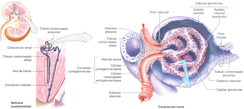 Riñon Corteza Renal Anatomia Nefrona Corpusculo Mesodermo Nuevo