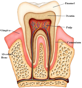 Diente Anatomia Mesodermo Nuevo