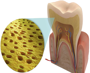 Diente Dentina Hueso Dental Anatomia Mesodermo Nuevo