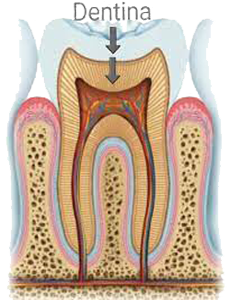 Diente Dentina Hueso Dental Mesodermo Nuevo