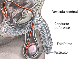 Organos Sexuales Masculinos Epididimo Testiculo Conducto Deferente Vesicula Seminal