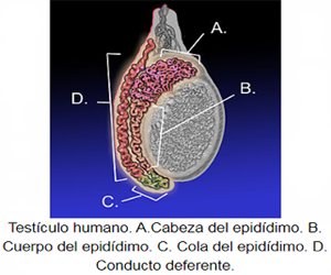Epididimo Cabeza Cuerpo Cola Conducto Deferente Testiculo