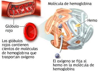 Globulo Rojo Eritrocito Hemoglobina Oxigeno Sangre