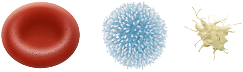 Celulas Sangre Plaquetas Globulos Rojos Blancos Eritrocitos Leucocitos Trombocitos Mesodermo Nuevo