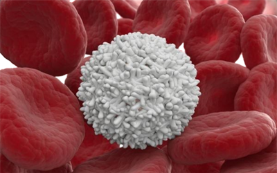 Celulas Sangre Plaquetas Globulos Rojos Eritrocitos Trombocitos Mesodermo Nuevo