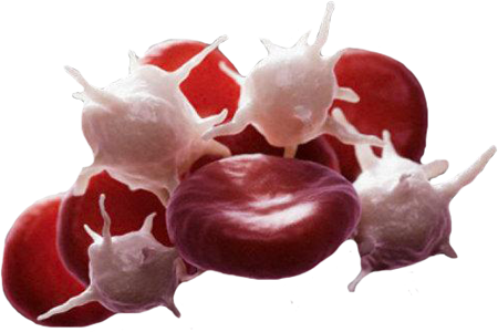 Celulas Sangre Plaquetas Globulos Rojos Eritrocitos Mesodermo Nuevo
