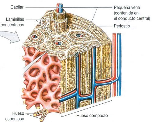 Hueso Tejidos Anatomia Mesodermo Nuevo