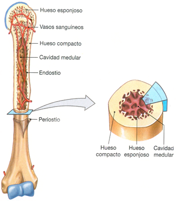 Hueso Secciones Anatomia Mesodermo Nuevo Corte