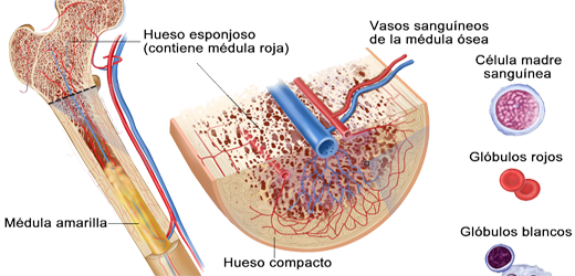 Medula Osea Roja Amarilla Hueso Mesodermo Nuevo
