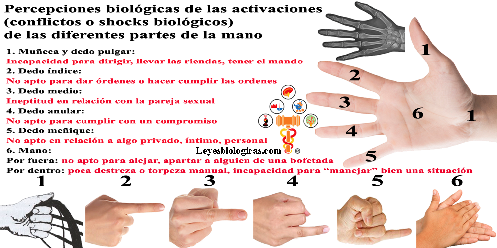Mano Dedos Shocks Biologicos Conflictos Mesodermo Nuevo
