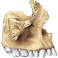 Boca Huesos Articulacion Maxilar Mesodermo Nuevo