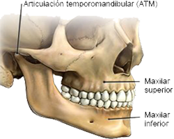Boca Huesos Articulacion Mandibula Maxilar Mesodermo Nuevo
