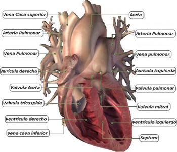 Corazon Miocardio Ventriculos Auriculas Valvulas Anatomia Mesodermo Nuevo