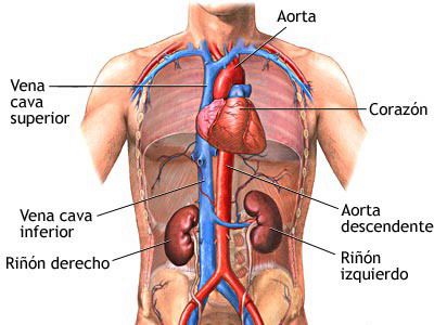 Anatomia Corazon Miocardio Venas Arterias