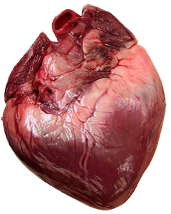 Corazon Miocardio Natural Mesodermo Nuevo
