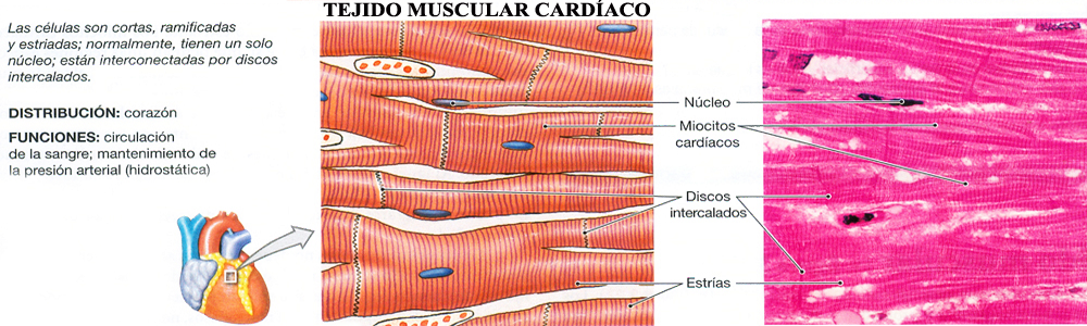 Tejido Muscular Cardiaco Corazon Miocardio Mesodermo Nuevo