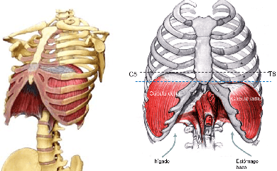 Musculo Diafragma Anatomia Localizacion Mesodermo Nuevo