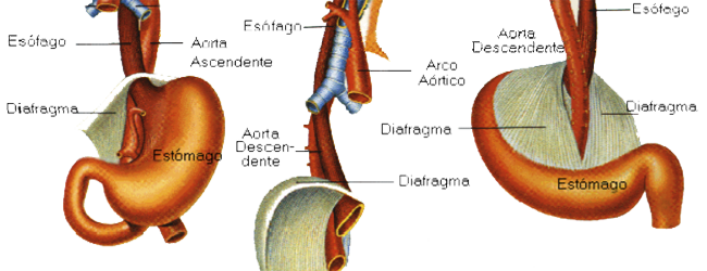 Musculo Diafragma Esfinter Esofago Estomago Mesodermo Nuevo