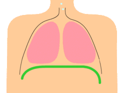 Musculo Diafragma Movimiento Animacion Mesodermo Nuevo