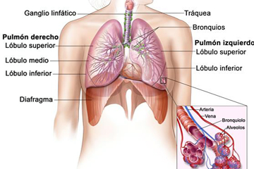 Musculo Diafragma Anatomia Cuerpo Mesodermo Nuevo