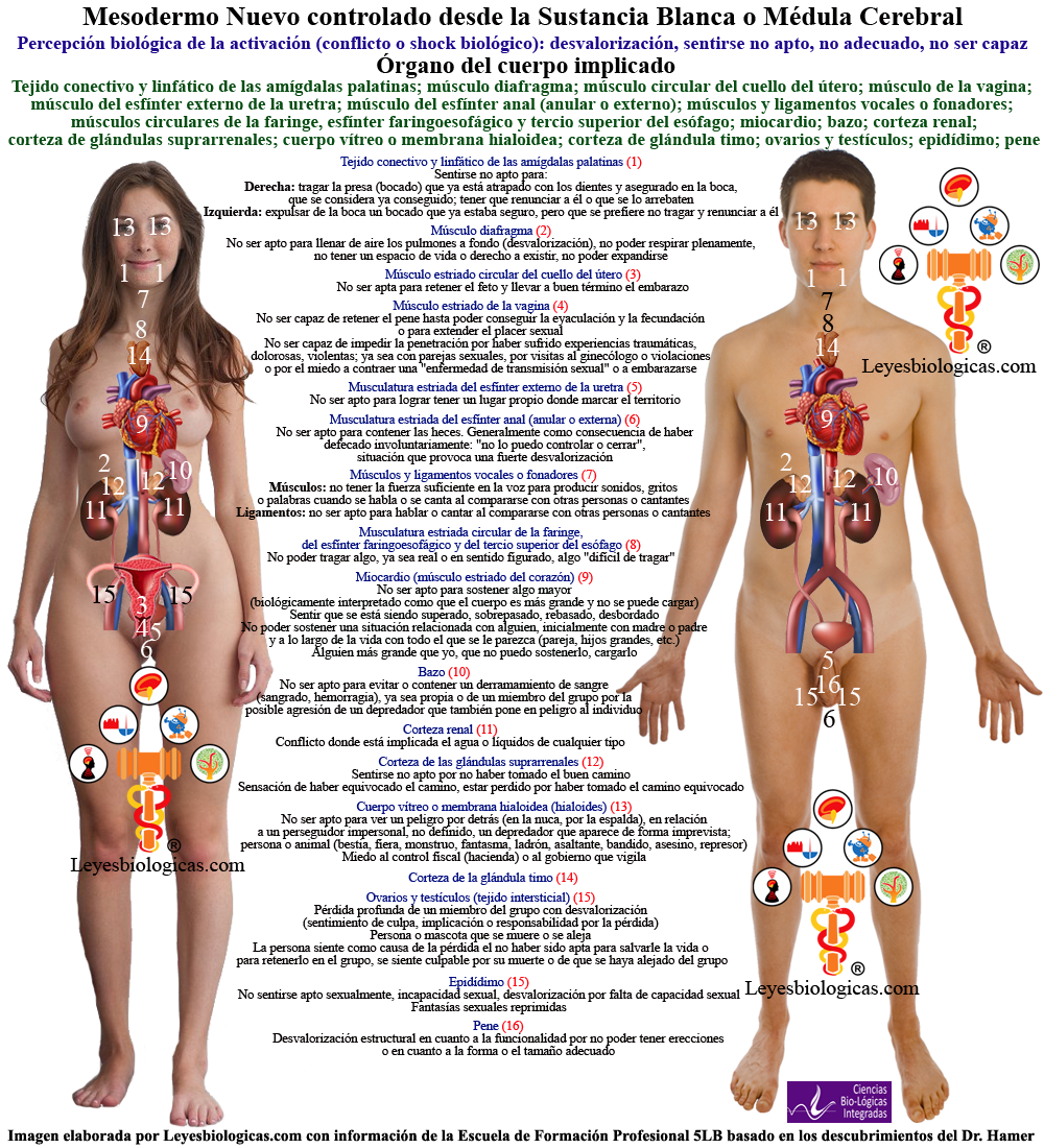 Mesodermo Nuevo Organos Cuerpo Humano Shoks Biologicos Conflictos 