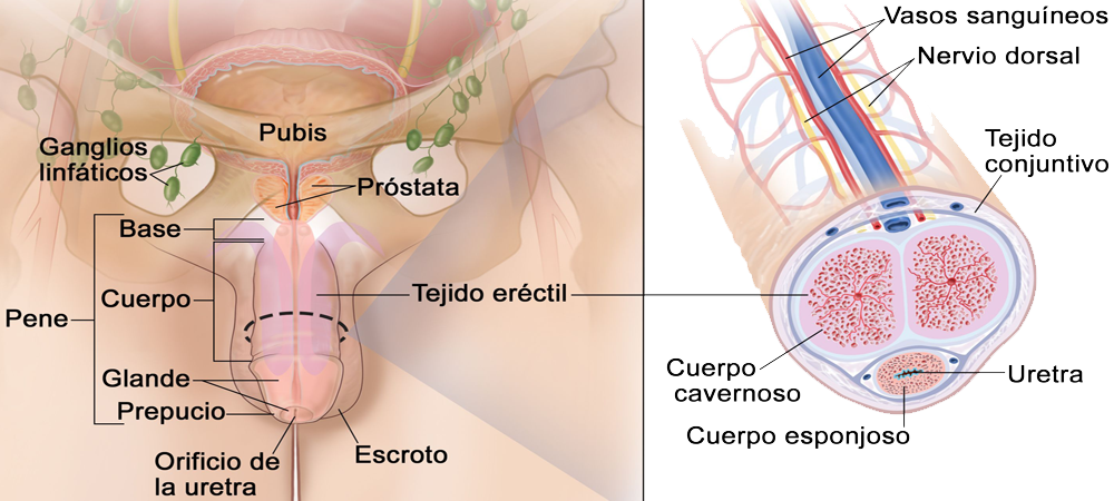 Pene Cuerpo Cavernoso Esponjoso Uretra Nervio Vasos Sanguineos