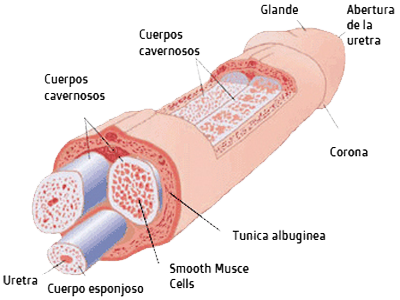 Pene Anatomia Tejidos Mesodermo Nuevo