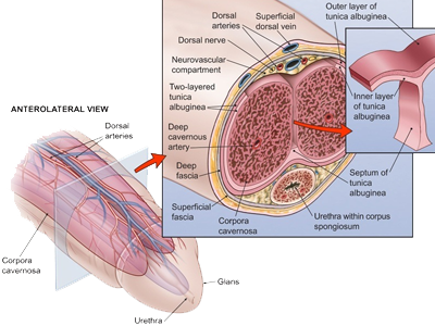 Pene Seccion Anatomia Vistas Detalles Estructuras