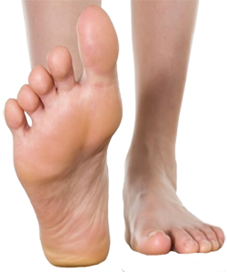 Pies Planta Dedos Talon Mesodermo Nuevo