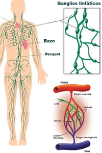Ganglios Sistema Linfatico Arteria Vena Mesodermo Nuevo