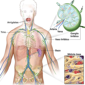 Ganglios Sistema Linfatico Cuerpo Mesodermo Nuevo