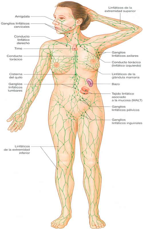Ganglios Sistema Linfatico Anatomia Femenina Mesodermo Nuevo