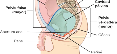 Suelo Pelvico Masculino Prolapsos Organos Mesodermo Nuevo