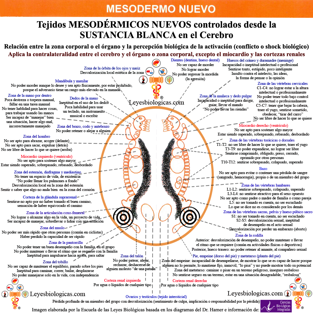 Constelacion Cerebral Mesodermo Nuevo Sustancia Blanca Megalomania Rodillas