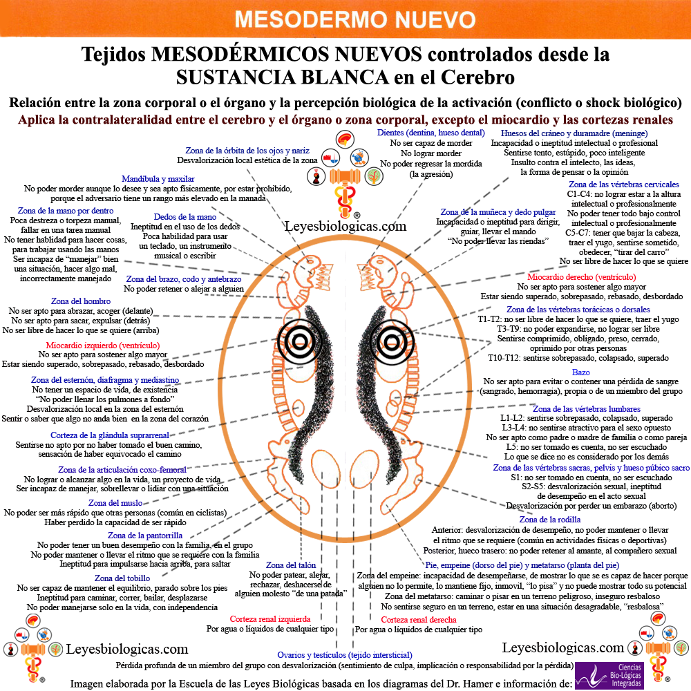Constelacion Cerebral Mesodermo Nuevo Sustancia Blanca Miocardio Musculo Diafragma Megalomania