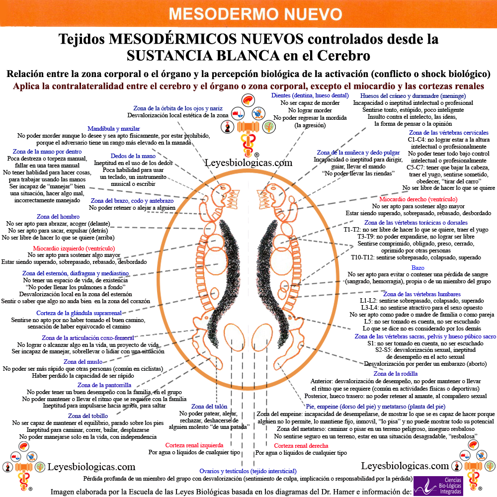 Sustancia Blanca Medula Cerebral Reles Organos Mesodermo Nuevo
