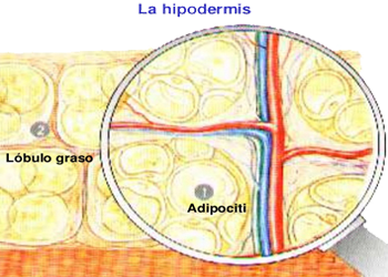 Tejido Adiposo Graso Hipodermis Mesodermo Nuevo